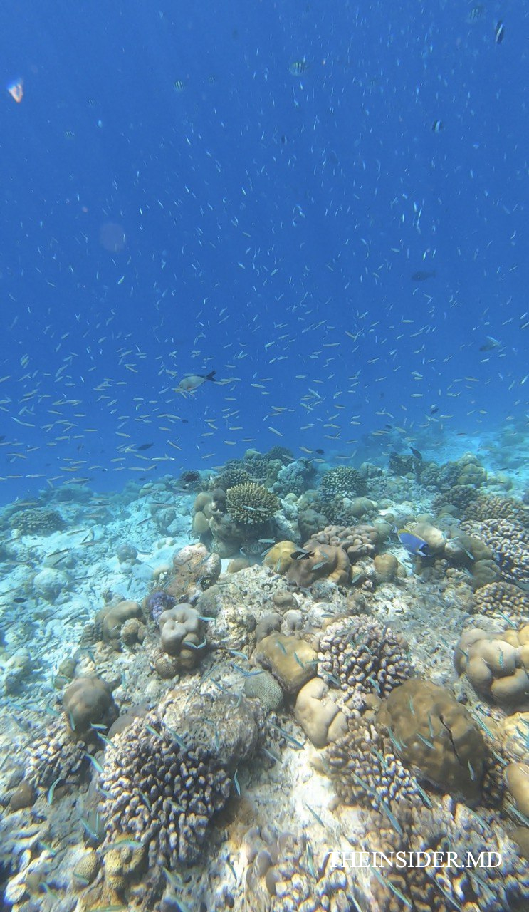 Hotel Guide Ольги Торнер: не самый райский отдых в знаменитом отеле Soneva Fushi на Мальдивах