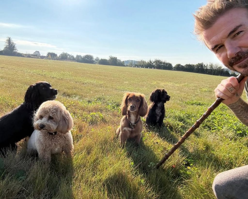 David Beckham va deveni redactor-șef al unei reviste despre viața la țară.